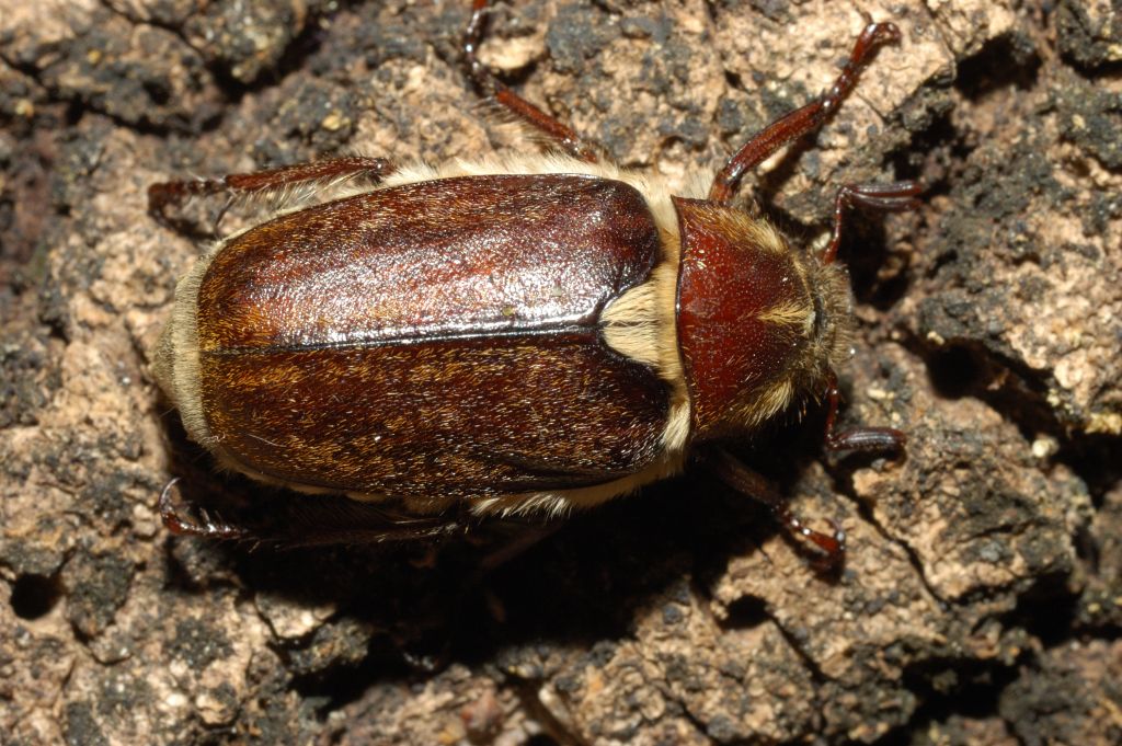 Quale maggiolino? Anoxia villosa