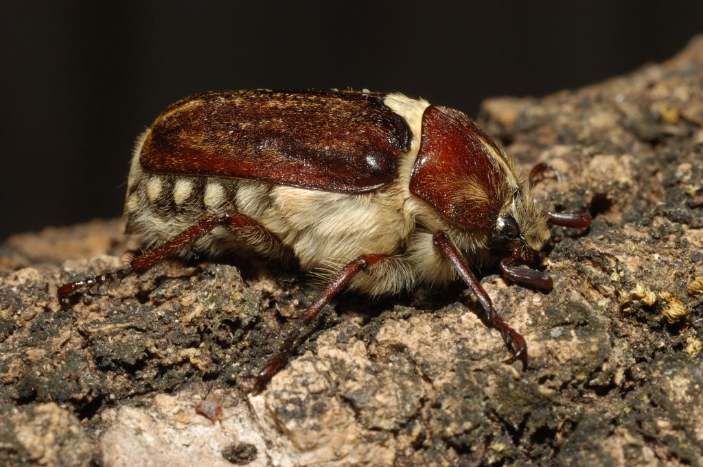 Quale maggiolino? Anoxia villosa