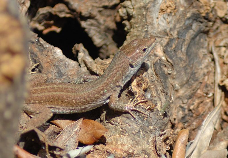 Lucertola pugliese (Podarcis sicula)