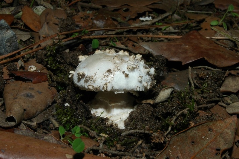 I funghi della Pineta di Castelfusano (Ostia)