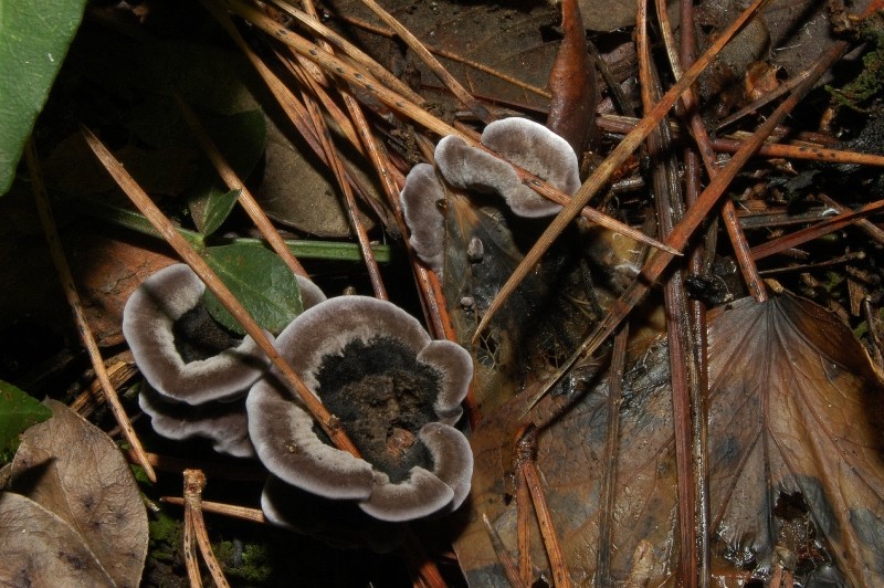 I funghi della Pineta di Castelfusano (Ostia)