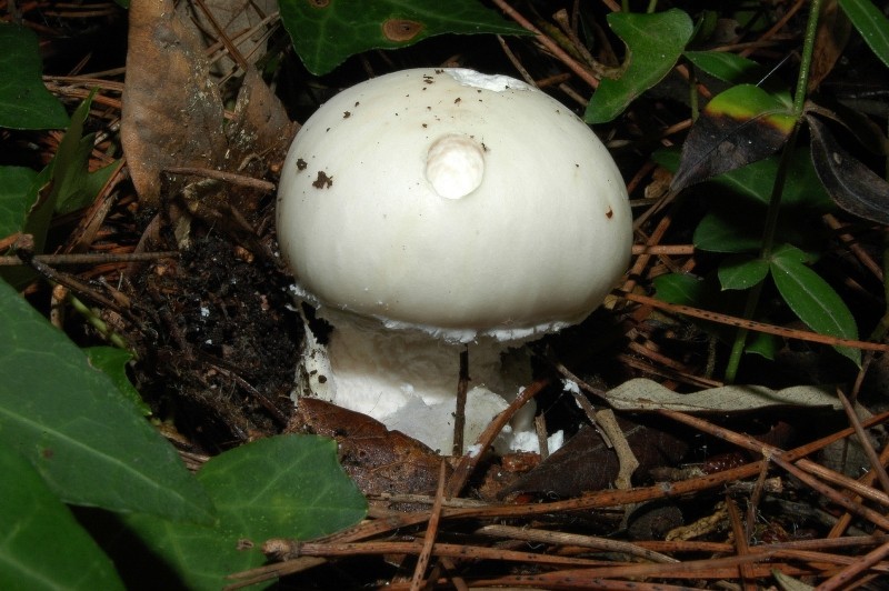 I funghi della Pineta di Castelfusano (Ostia)