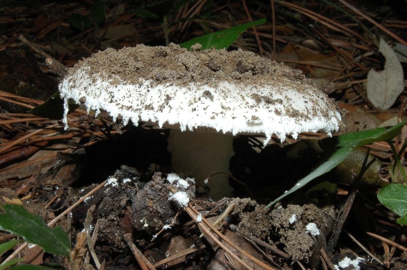 I funghi della Pineta di Castelfusano (Ostia)