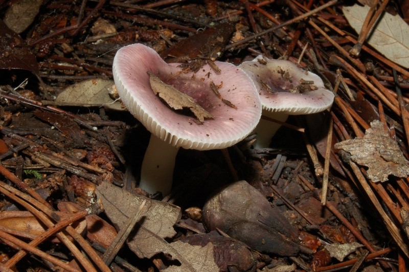 I funghi della Pineta di Castelfusano (Ostia)