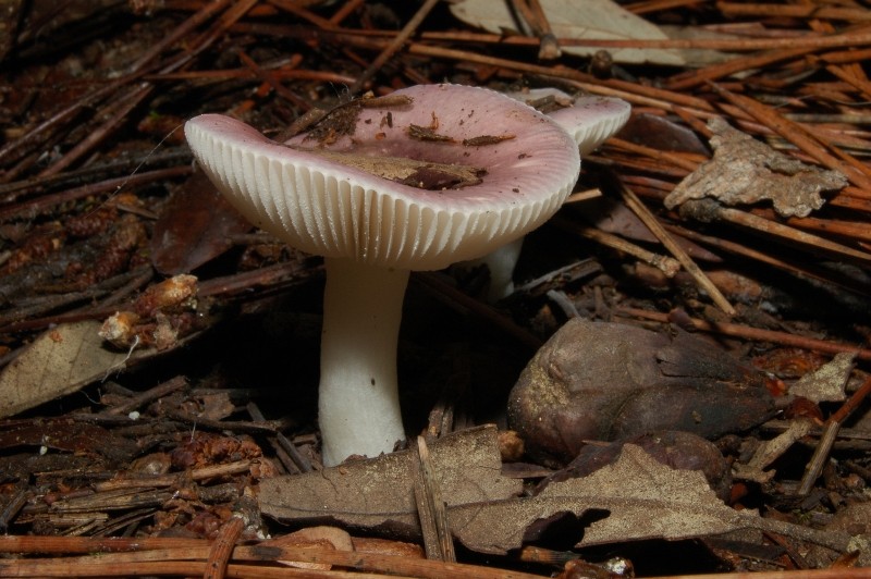 I funghi della Pineta di Castelfusano (Ostia)