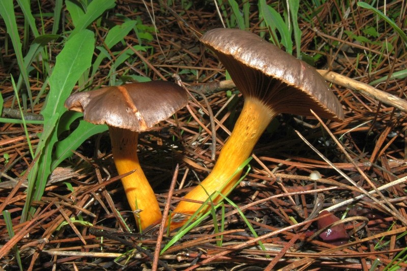 I funghi della Pineta di Castelfusano (Ostia)