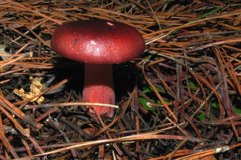 I funghi della Pineta di Castelfusano (Ostia)