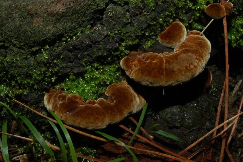 I funghi della Pineta di Castelfusano (Ostia)