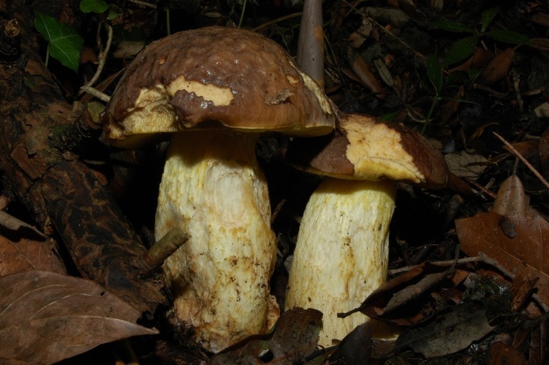 I funghi della Pineta di Castelfusano (Ostia)
