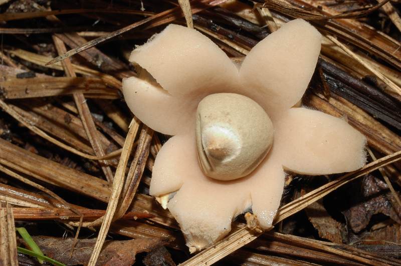 I funghi della Pineta di Castelfusano (Ostia)