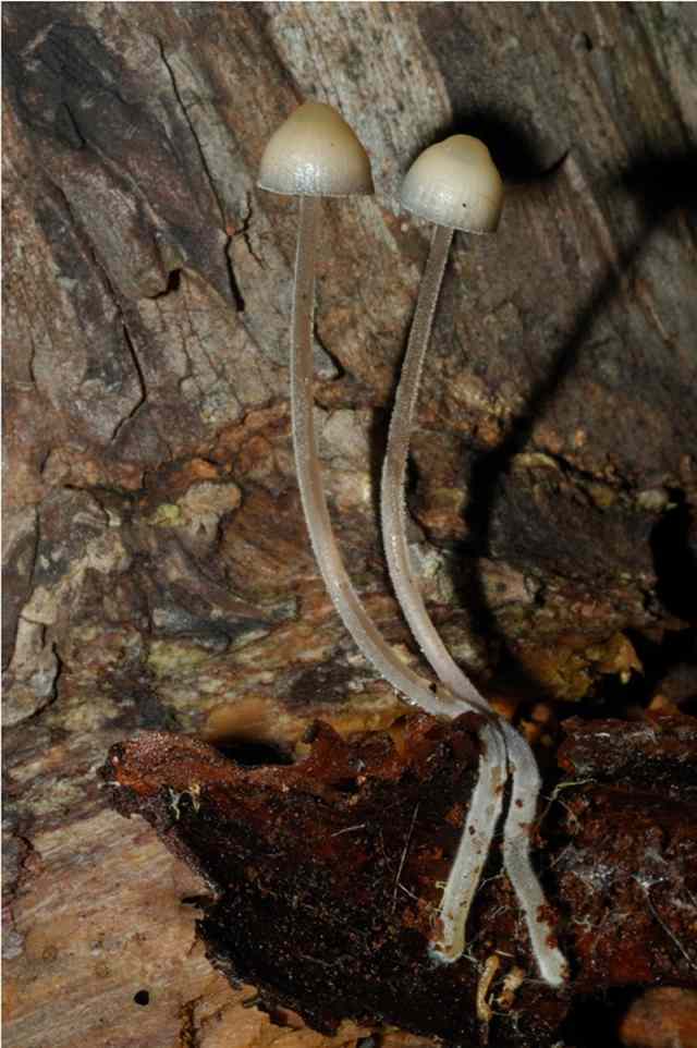 I funghi della Pineta di Castelfusano (Ostia)