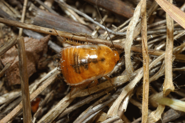Loboptera decipiens (Germar, 1817)