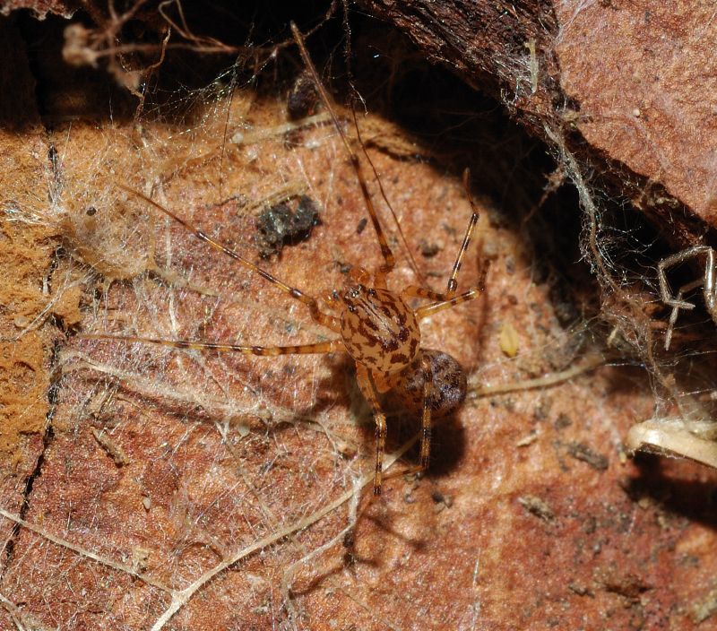 Scytodes thoracica