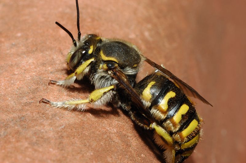 Anthidium sp.?