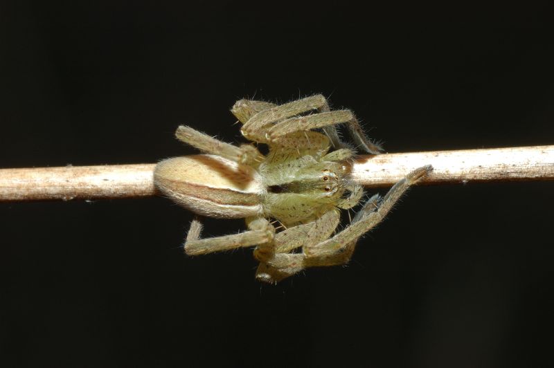 Bellissima Micrommata sp. immatura