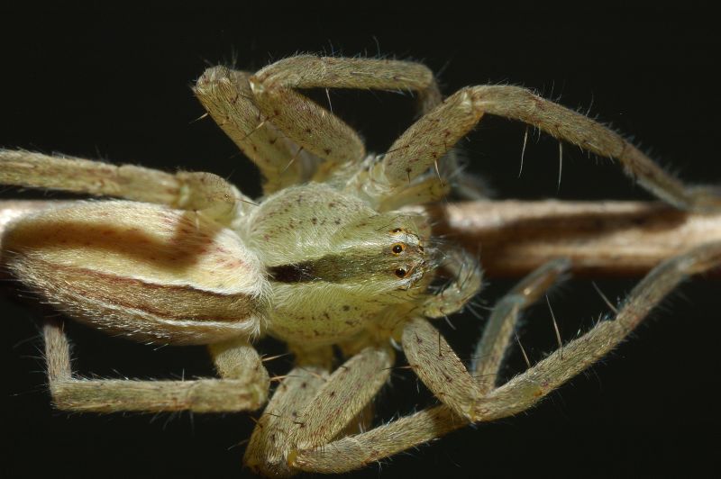 Bellissima Micrommata sp. immatura
