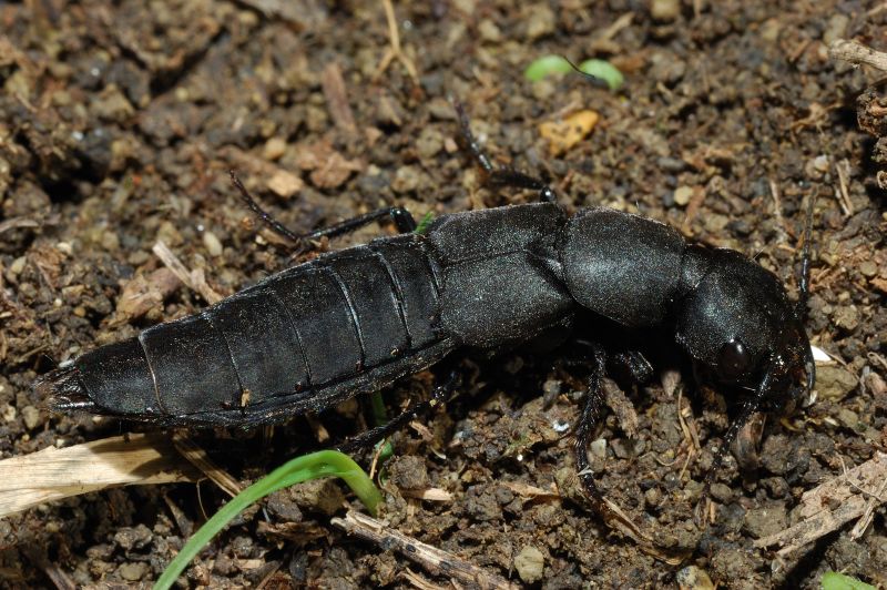Ocypus (=Staphylinus) olens