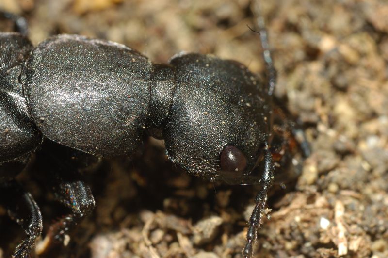 Ocypus (=Staphylinus) olens