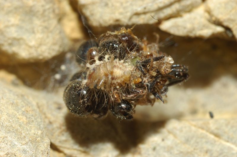 Larva di Dychochrysa
