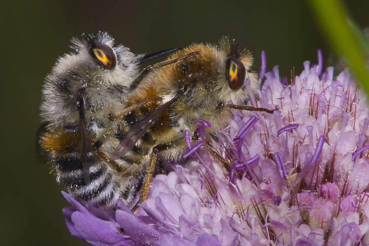 Fallenia cfr. fasciata M e F (Nemestrinidae)