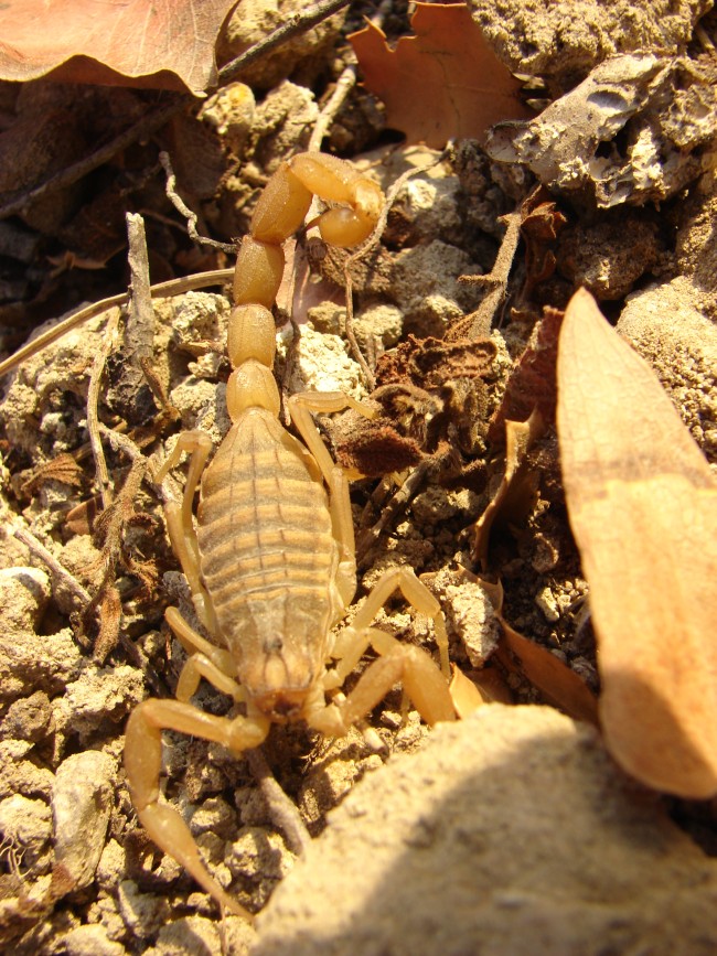 Aegaeobuthus gibbosus da Rodi, Grecia