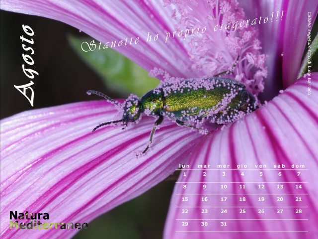 Calendario NaturaMediterraneo 2011