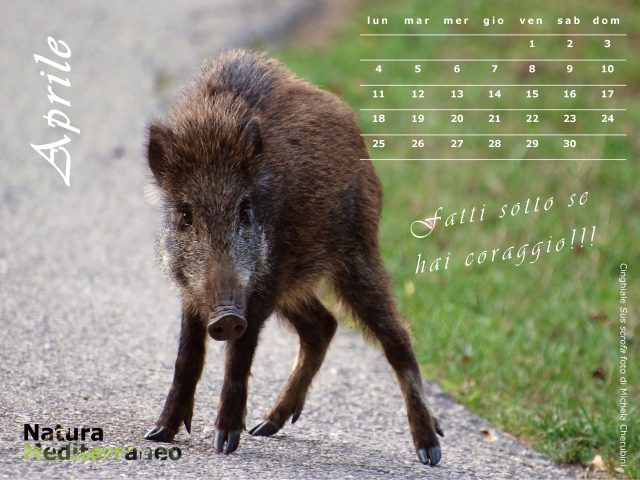 Calendario NaturaMediterraneo 2011