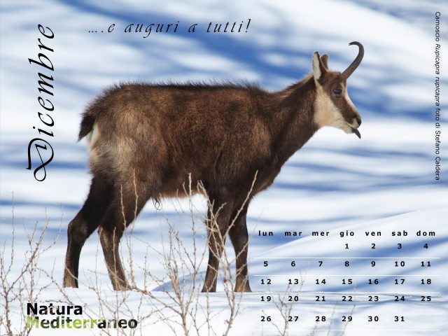 Calendario NaturaMediterraneo 2011