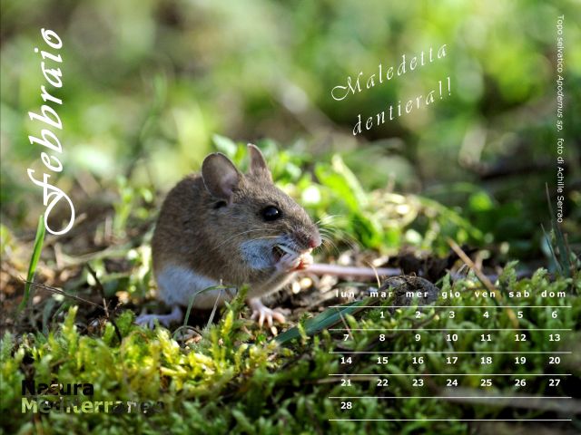 Calendario NaturaMediterraneo 2011