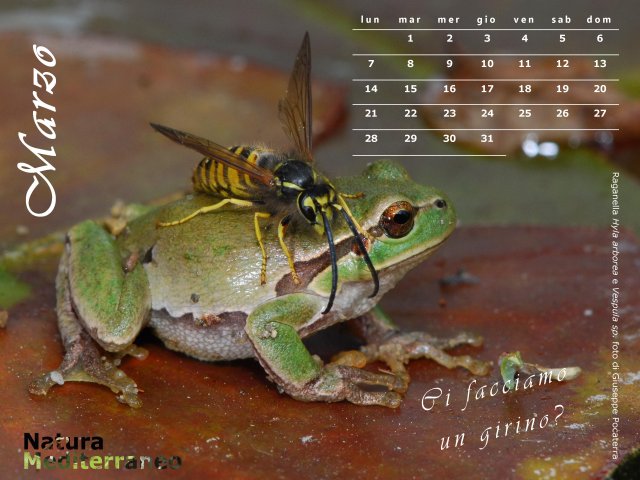 Calendario NaturaMediterraneo 2011