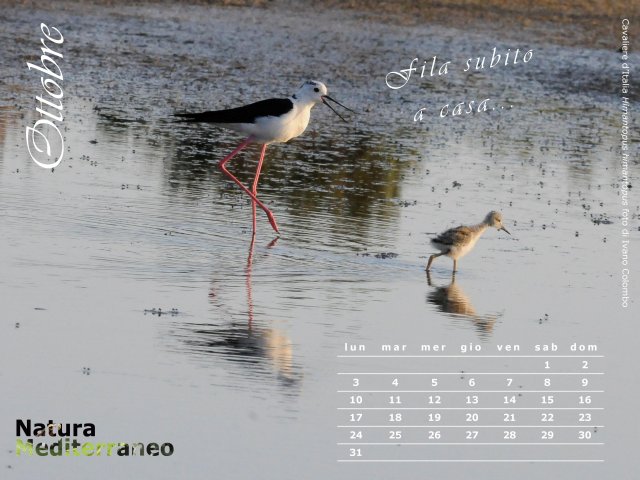Calendario NaturaMediterraneo 2011