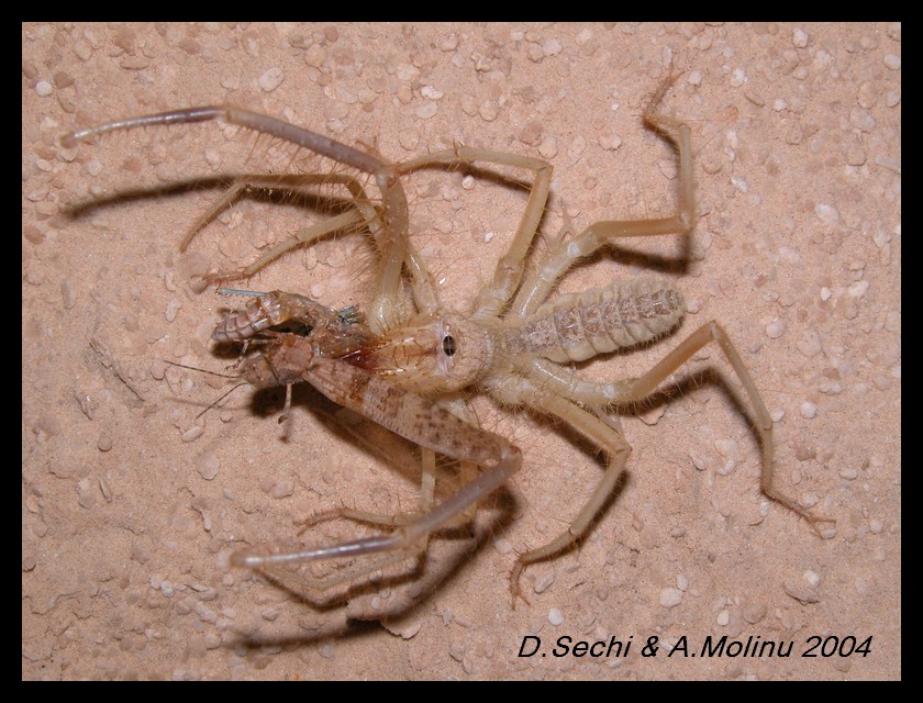 Solifugae: Galeodidae