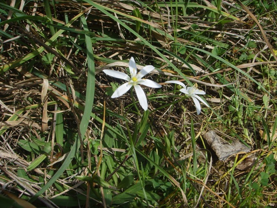Gagea ? no, Ornithogalum sp.