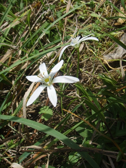 Gagea ? no, Ornithogalum sp.