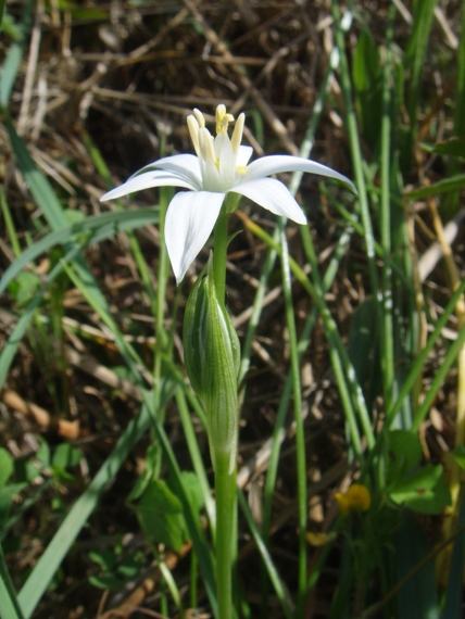 Gagea ? no, Ornithogalum sp.