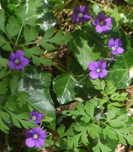 Fiorellini di bosco -Legousia speculum-veneris