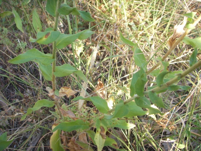 Foglie di Picris hieracioides ?