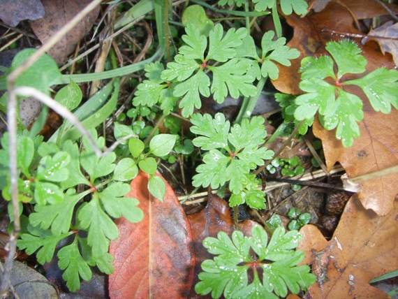 Geranium robertianum