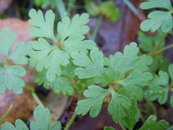 Geranium robertianum