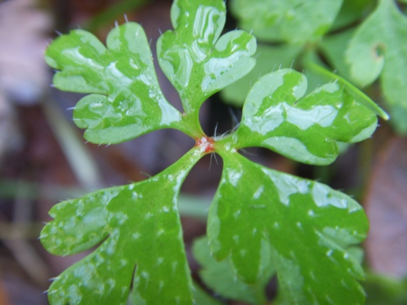 Geranium robertianum