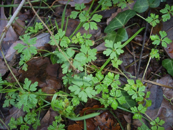 Geranium robertianum