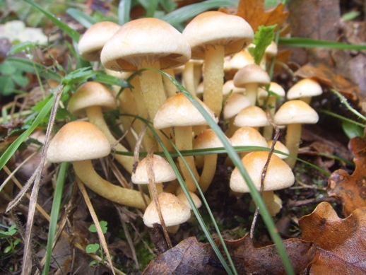 Gruppo funghi da determinare