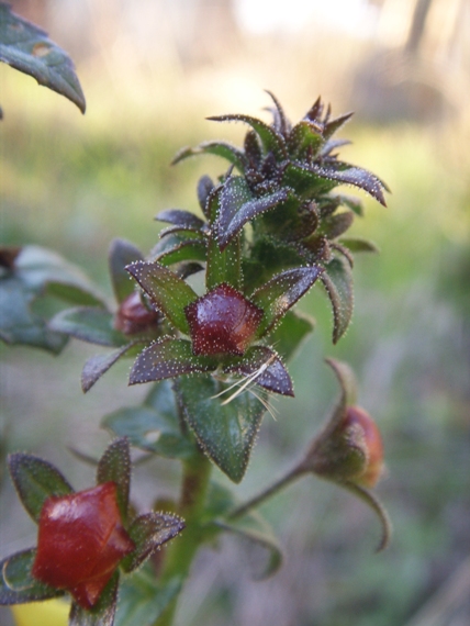 Pianta con bei fiori gialli - Verbascum blattaria