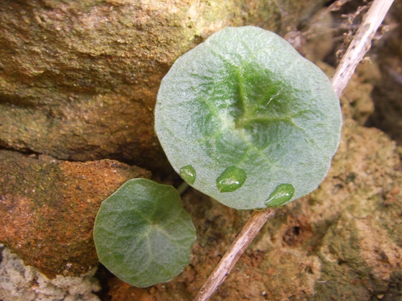 Hydrocotyles ? - no, Umbilicus sp.