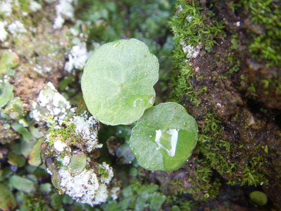 Hydrocotyles ? - no, Umbilicus sp.