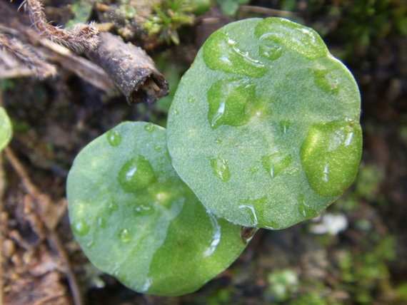 Hydrocotyles ? - no, Umbilicus sp.