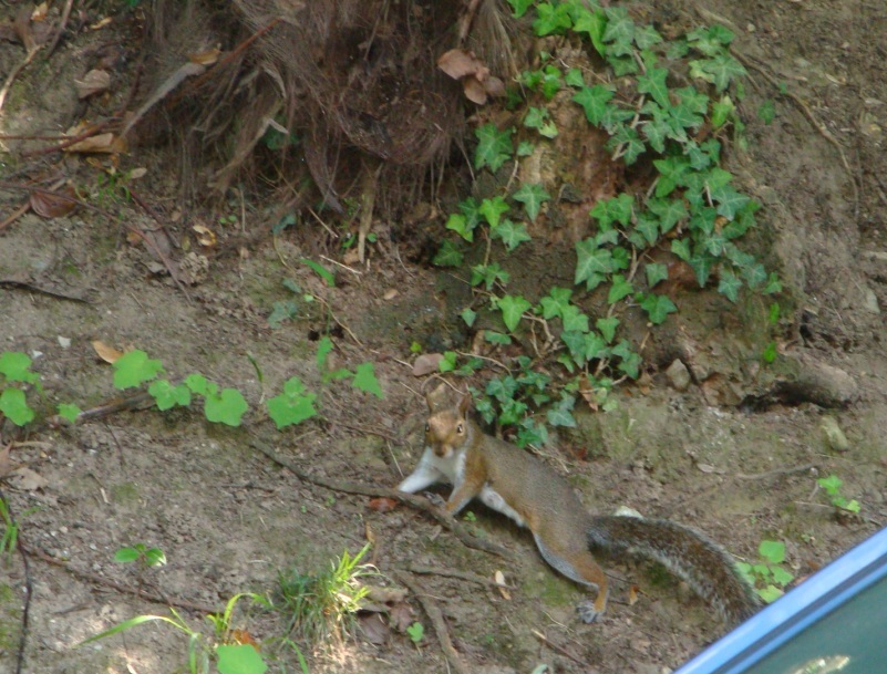 Sciurus carolinensis - Bellagio (CO)