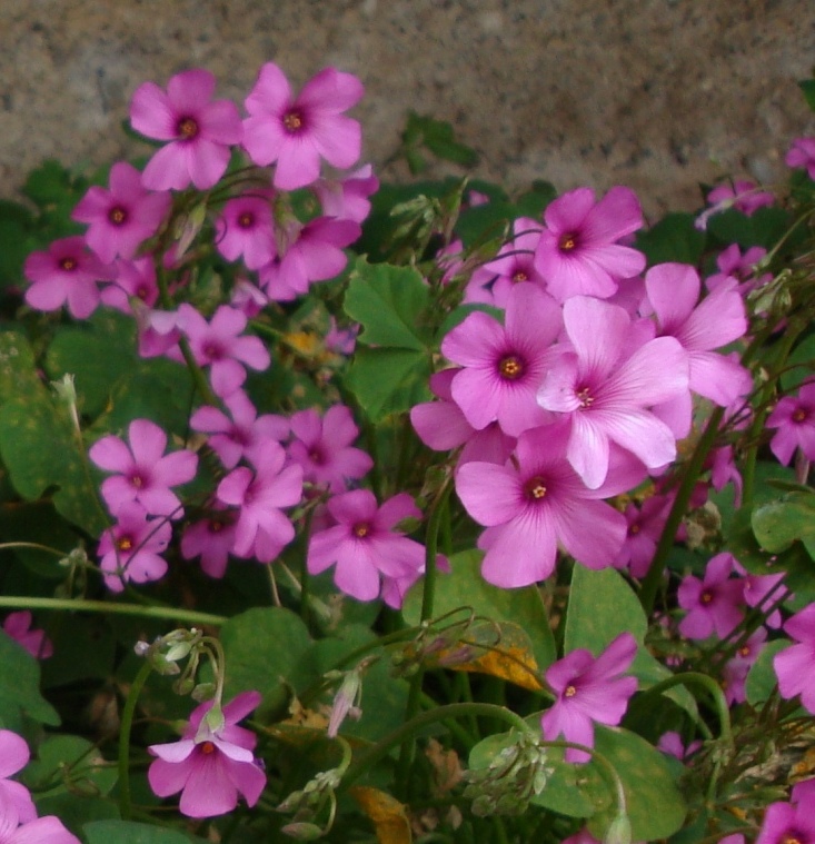 Oxalis articulata Savigny