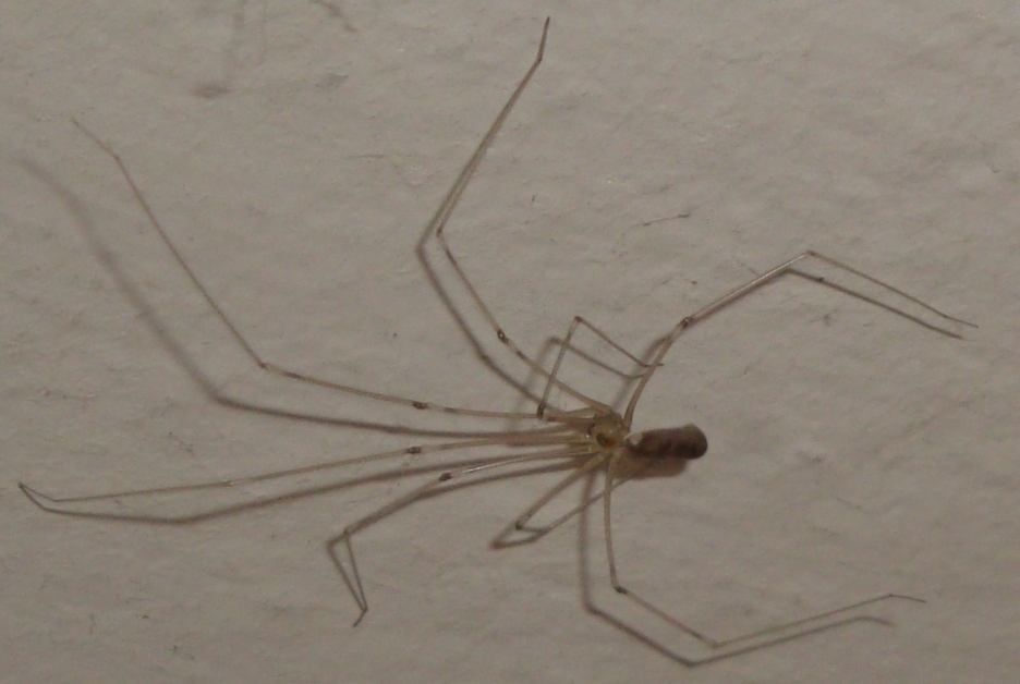 Pholcus phalangioides (Pholcidae)