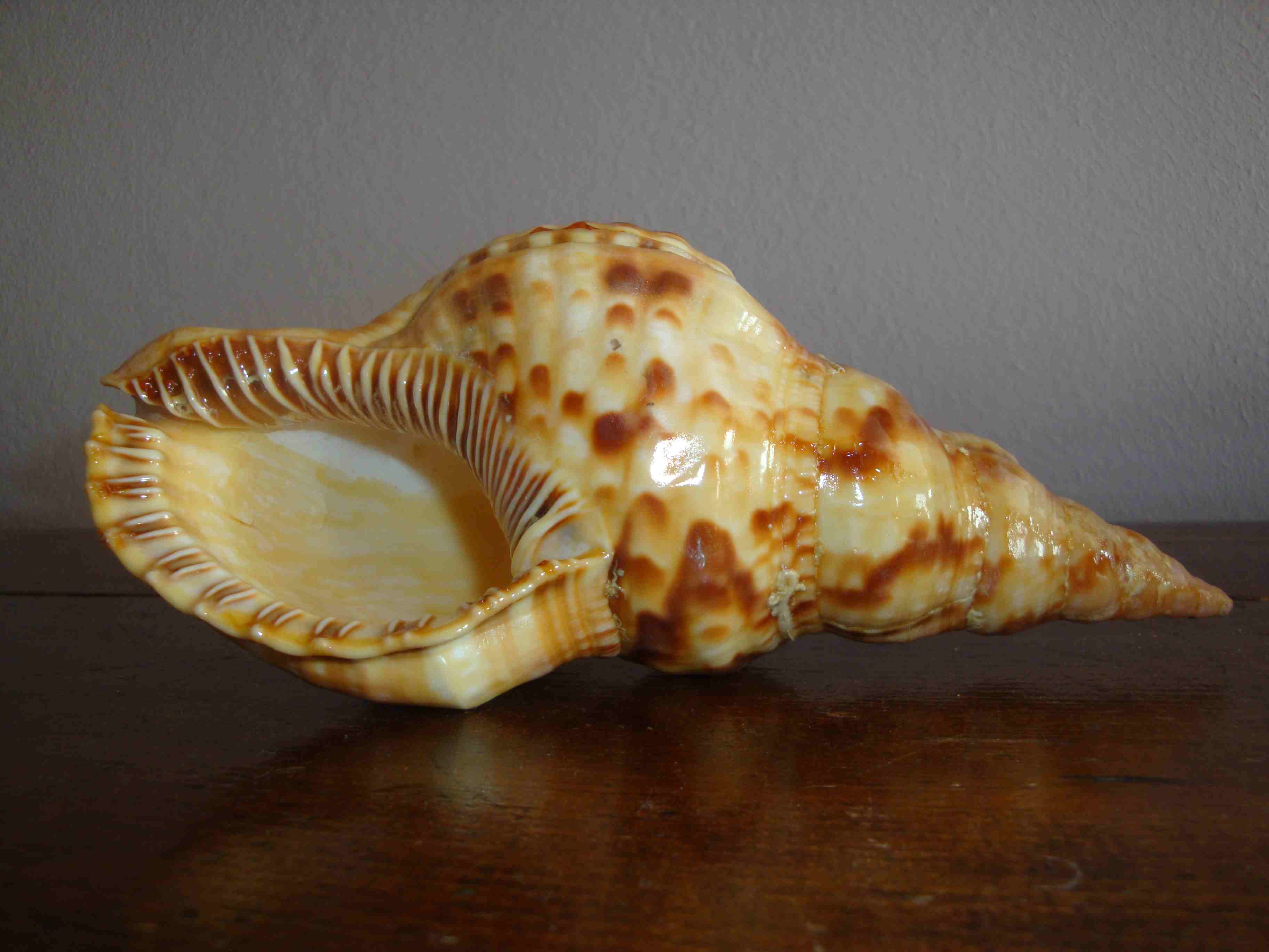 Da determinare (Marsa Matrouh)